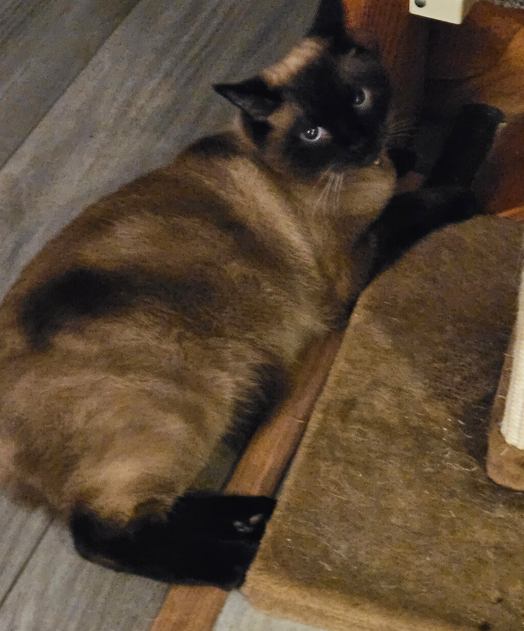 Milkshake the Siamese cat