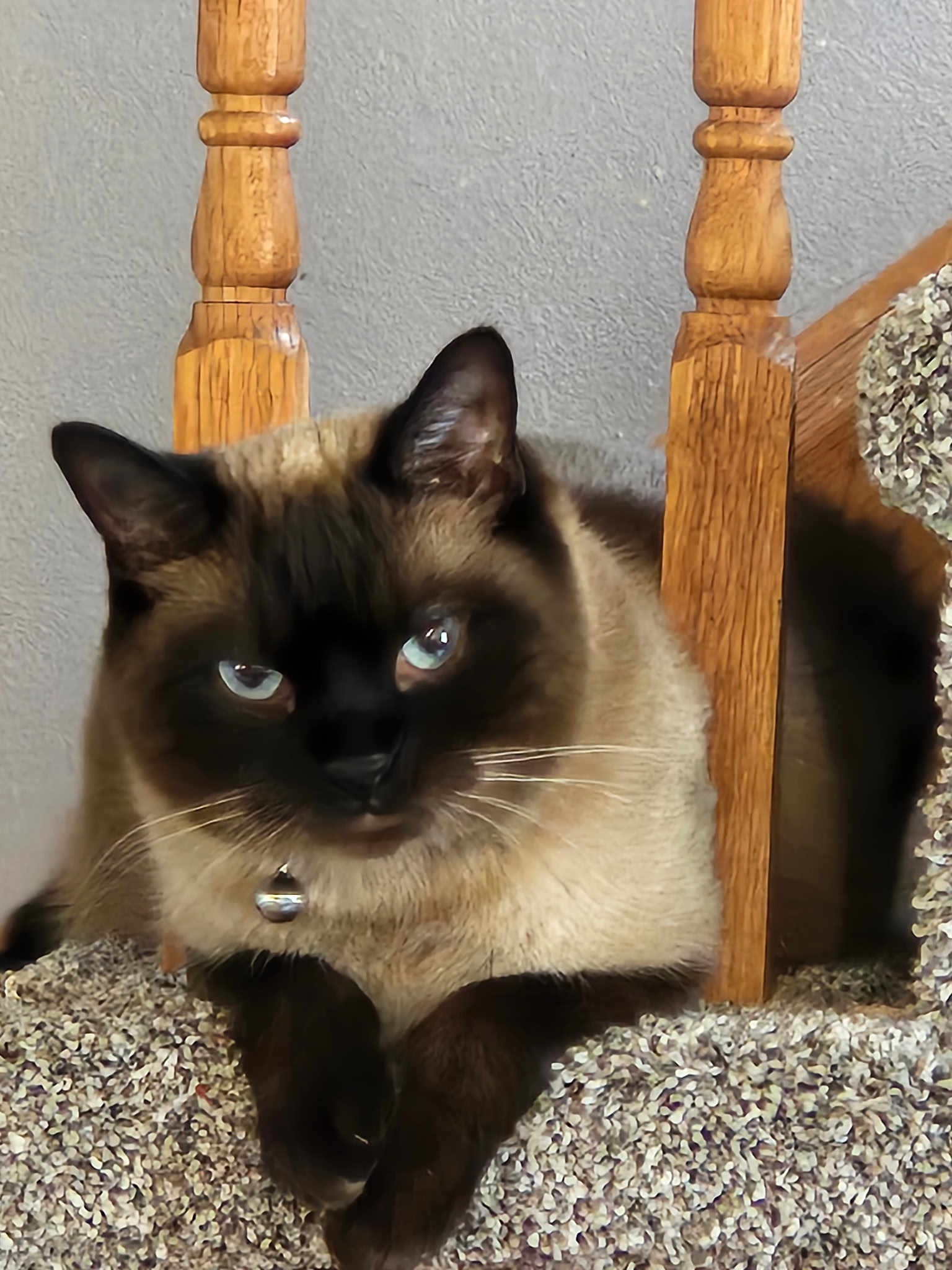 Milkshake resting at home