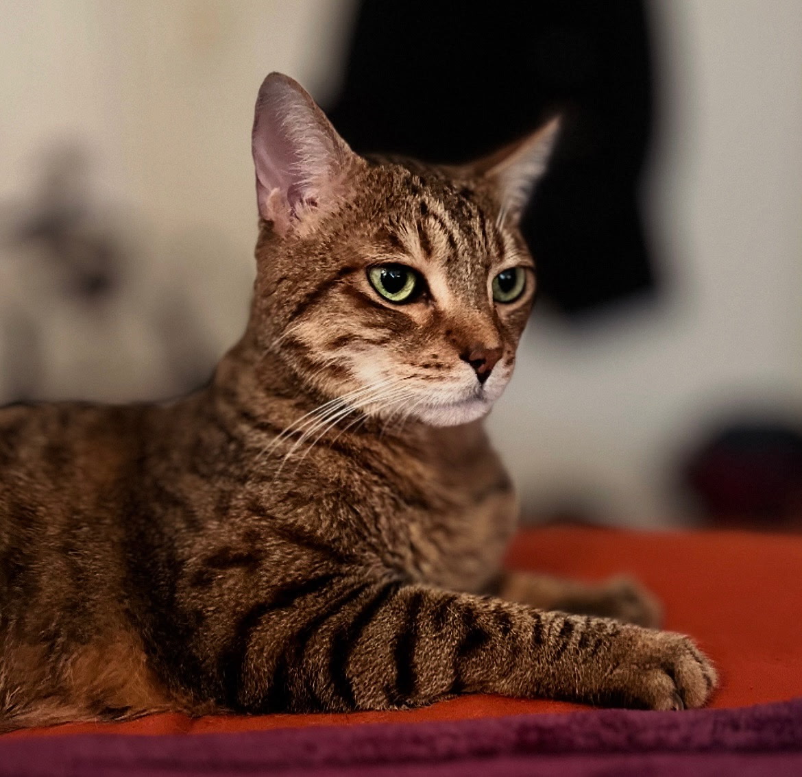 Poto the gray tabby cat