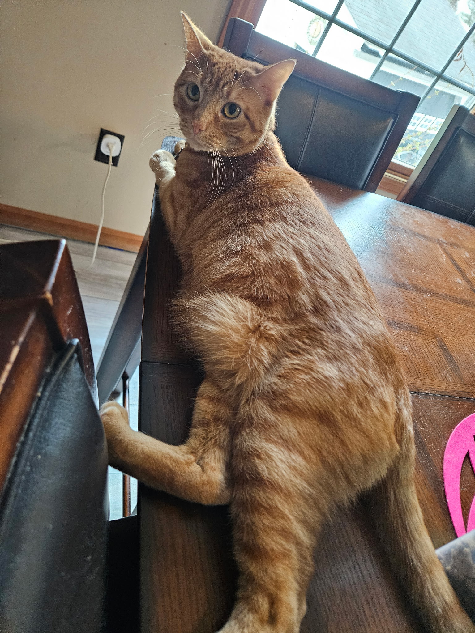 Reggie the orange tabby