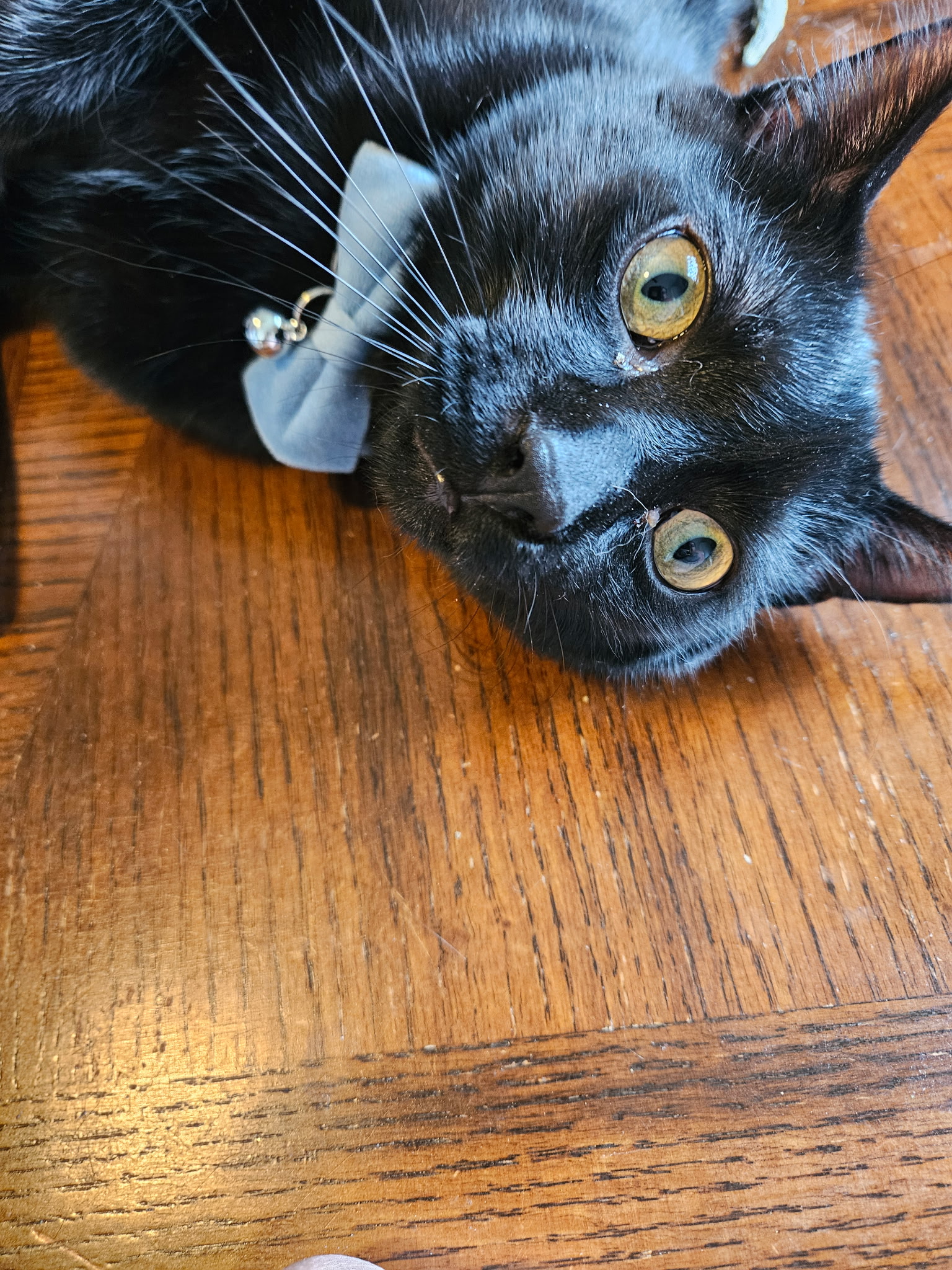 Teddy lounging at home